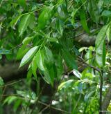vrba pětimužná <i>(Salix pentandra)</i> / Větve a pupeny