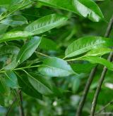 vrba pětimužná <i>(Salix pentandra)</i>