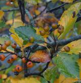 jeřáb český <i>(Sorbus bohemica)</i> / Plod