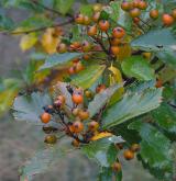jeřáb český <i>(Sorbus bohemica)</i> / Větve a pupeny