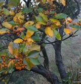 jeřáb český <i>(Sorbus bohemica)</i> / Větve a pupeny