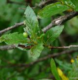 jeřáb mišpulka <i>(Sorbus chamaemespilus)</i> / Větve a pupeny