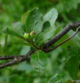 jeřáb mišpulka <i>(Sorbus chamaemespilus)</i> / Větve a pupeny
