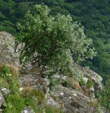 jeřáb Mougeotův <i>(Sorbus mougeotii)</i> / Habitus