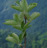jeřáb Mougeotův <i>(Sorbus mougeotii)</i> / Větve a pupeny