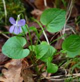 violka Rivinova <i>(Viola riviniana)</i> / Habitus