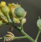 tařice horská <i>(Alyssum montanum)</i> / Plod