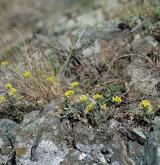 tařice horská <i>(Alyssum montanum)</i> / Habitus