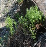 sleziník hadcový <i>(Asplenium cuneifolium)</i> / Habitus