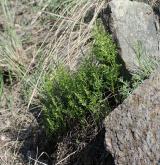 sleziník hadcový <i>(Asplenium cuneifolium)</i> / Habitus