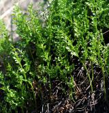 sleziník hadcový <i>(Asplenium cuneifolium)</i> / Habitus