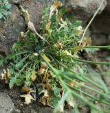 řeřišničník skalní <i>(Cardaminopsis petraea)</i> / List