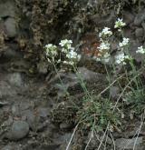 řeřišničník skalní <i>(Cardaminopsis petraea)</i> / Habitus