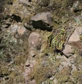 řeřišničník skalní <i>(Cardaminopsis petraea)</i> / Habitus