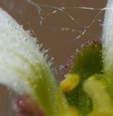 lomikámen cibulkatý <i>(Saxifraga bulbifera)</i> / Květ/Květenství