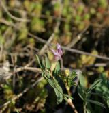 kozinec písečný <i>(Astragalus arenarius)</i> / Květ/Květenství