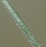 kavyl chlupatý <i>(Stipa dasyphylla)</i> / List