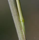 kavyl chlupatý <i>(Stipa dasyphylla)</i> / List