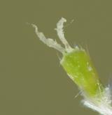 kavyl chlupatý <i>(Stipa dasyphylla)</i> / Květ/Květenství