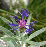 chrpa chlumní <i>(Centaurea triumfettii)</i> / Květ/Květenství