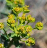 pryšec sivý <i>(Euphorbia seguieriana)</i> / Květ/Květenství