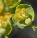 pryšec sivý <i>(Euphorbia seguieriana)</i>