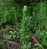 řeřicha chlumní <i>(Lepidium campestre)</i> / Habitus