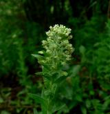 řeřicha chlumní <i>(Lepidium campestre)</i> / Květ/Květenství