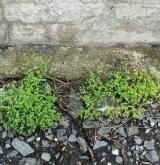 kozlíček polníček <i>(Valerianella locusta)</i> / Habitus