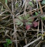 rozrazil trojklaný <i>(Veronica triphyllos)</i> / List