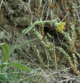 starček (pastarček) celolistý <i>(Tephroseris integrifolia)</i> / Habitus
