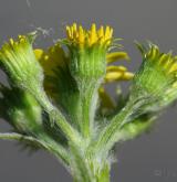 starček (pastarček) celolistý <i>(Tephroseris integrifolia)</i> / Květ/Květenství