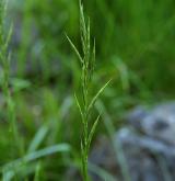 válečka skalní <i>(Brachypodium rupestre)</i>