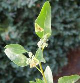 merlík stopečkatý <i>(Chenopodium pedunculare)</i> / Habitus