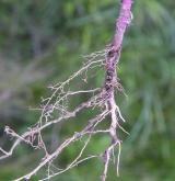merlík mnohosemenný <i>(Chenopodium polyspermum)</i> / Zásobní orgán/orgán klonálního růstu