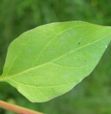 merlík mnohosemenný <i>(Chenopodium polyspermum)</i> / List