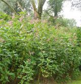 netýkavka žláznatá <i>(Impatiens glandulifera)</i>