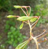 netýkavka žláznatá <i>(Impatiens glandulifera)</i>