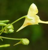 netýkavka malokvětá <i>(Impatiens parviflora)</i> / Květ/Květenství