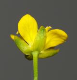 rukev obecná <i>(Rorippa sylvestris)</i> / Květ/Květenství