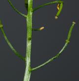 rukev obecná <i>(Rorippa sylvestris)</i> / Plod