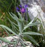 chrpa chlumní <i>(Centaurea triumfettii)</i> / Habitus