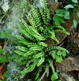 sleziník zelený <i>(Asplenium viride)</i> / Habitus