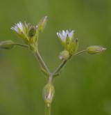 rožec lepkavý <i>(Cerastium glutinosum)</i> / Květ/Květenství