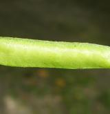 hrachor lesní <i>(Lathyrus sylvestris)</i> / Plod
