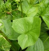 popelivka sibiřská <i>(Ligularia sibirica)</i> / List