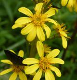 popelivka sibiřská <i>(Ligularia sibirica)</i> / Květ/Květenství