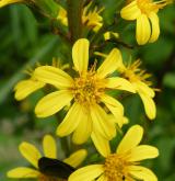 popelivka sibiřská <i>(Ligularia sibirica)</i> / Květ/Květenství