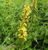popelivka sibiřská <i>(Ligularia sibirica)</i> / Habitus
