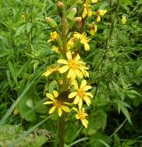 popelivka sibiřská <i>(Ligularia sibirica)</i> / Habitus